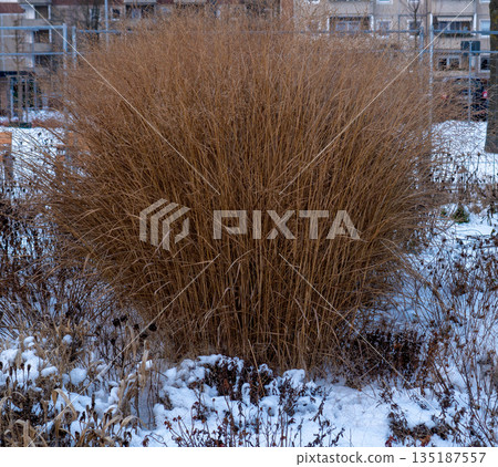 Ornamental Cereal Grass Bush in Winter Snowy City Garden. 135187557