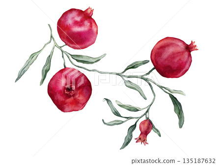 Pomegranate Fruit Branch with flower. Hand drawn watercolor illustration of red tropical Food on white isolated background. Drawing of pink red pomegranate tree with leaves. Sketch of juicy for menu. Pomegranate Fruit Branch with flower. Hand drawn watercolor illustration of red tropical Food on white isolated background. Drawing of pink red pomegranate tree with leaves. Sketch of juicy for menu. 135187632