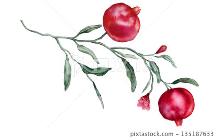 Pomegranate Fruit Branch with flower. Hand drawn watercolor illustration of red tropical Food on white isolated background. Drawing of pink red pomegranate tree with leaves. Sketch of juicy for menu. Pomegranate Fruit Branch with flower. Hand drawn watercolor illustration of red tropical Food on white isolated background. Drawing of pink red pomegranate tree with leaves. Sketch of juicy for menu. 135187633