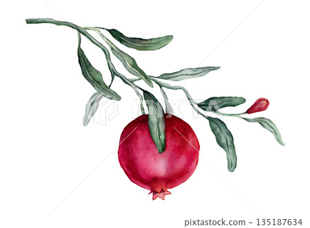 Pomegranate Fruit Branch with flower. Hand drawn watercolor illustration of red tropical Food on white isolated background. Drawing of pink red pomegranate tree with leaves. Sketch of juicy for menu. Pomegranate Fruit Branch with flower. Hand drawn watercolor illustration of red tropical Food on white isolated background. Drawing of pink red pomegranate tree with leaves. Sketch of juicy for menu. 135187634