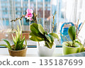 Blooming orchids in pots on windowsill in an apartment 135187699