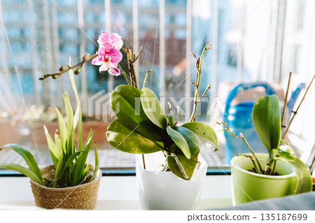 Blooming orchids in pots on windowsill in an apartment 135187699