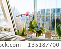 Blooming orchids in pots on windowsill in an apartment 135187700