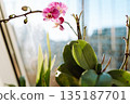 Blooming orchids in pots on windowsill in an apartment 135187701