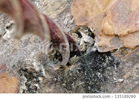 A drill makes a hole in a wooden board 135189260