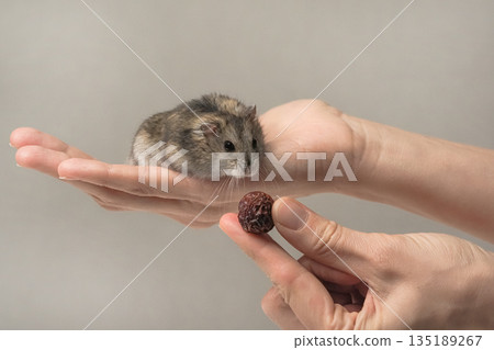 person is holding a small hamster in their hand and feeding it a piece of food 135189267