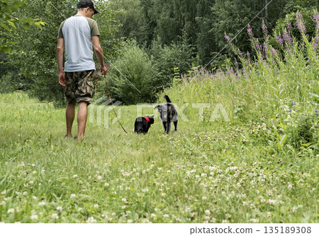 Rear view of young man in cap walking with black cat in red harness on leash and gray fluffy dog on green grass, friendship pet love Rear view of young man in cap walking with black cat in red harness on leash and gray fluffy dog on green grass, friendship pet love 135189308