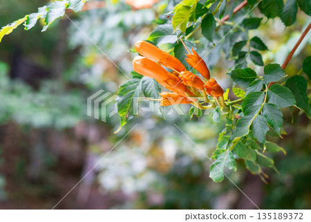 Close-up view of bright orange trumpet-shaped flowers of Campsis radicans, trumpet vine, blooming among lush green leaves in natural daylight, botanical scene , gardening, and outdoor concepts Close-up view of bright orange trumpet-shaped flowers of Campsis radicans, trumpet vine, blooming among lush green leaves in natural daylight, botanical scene , gardening, and outdoor concepts 135189372