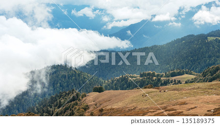 picturesque summer mountain landscape with dense coniferous forest on the slopes and a herd of free cows grazing in the valley, with a cloudy sky picturesque summer mountain landscape with dense coniferous forest on the slopes and a herd of free cows grazing in the valley, with a cloudy sky 135189375