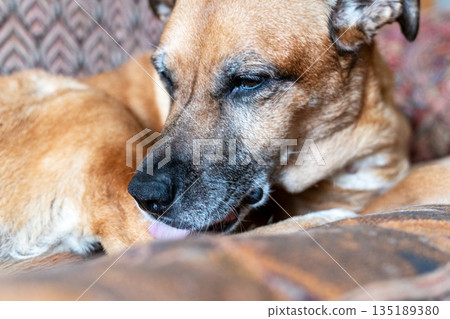 Portrait of cute mixed breed ginger red short-haired senior dog relaxing on a sofa at home, serene pet enjoying a nap in a comfortable home setting 135189380
