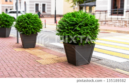 lush green hydrangea in a wooden pot stands on a brick path along the sidewalk, urban greening lush green hydrangea in a wooden pot stands on a brick path along the sidewalk, urban greening 135189382