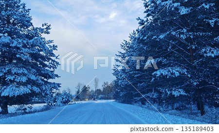 Snowy forest road in blue twilight. Empty snow-covered rural road flanked by tall evergreen trees under clear blue dusk sky with tire tracks. 135189403