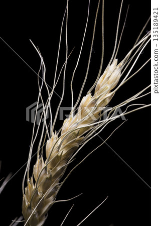 Barley ear of wheat close-up on a black background Barley ear of wheat close-up on a black background 135189421