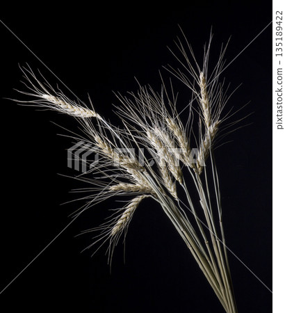 Spikelets barley close-up on a black background 135189422
