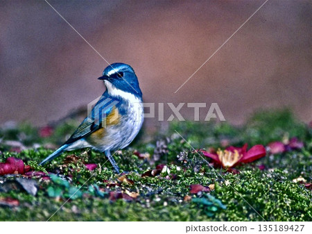 I met a blue bird, a red-flanked bluetail, in the park. I met a blue bird, a red-flanked bluetail, in the park. 135189427