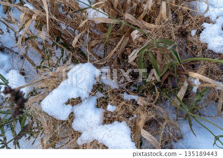 Close-up of withered brown grass and thin branches partially covered with snow. Natural texture of winter soil, contrast between dry organic matter and cold white cover. Captured in a forest park area 135189443