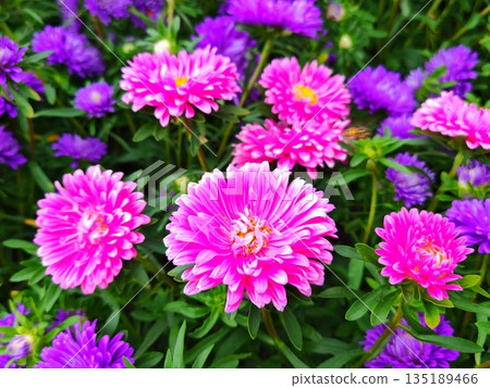 Vibrant purple and pink aster flowers in garden bed. Close-up of blooming asters in various shades of purple and pink among green foliage Vibrant purple and pink aster flowers in garden bed. Close-up of blooming asters in various shades of purple and pink among green foliage 135189466