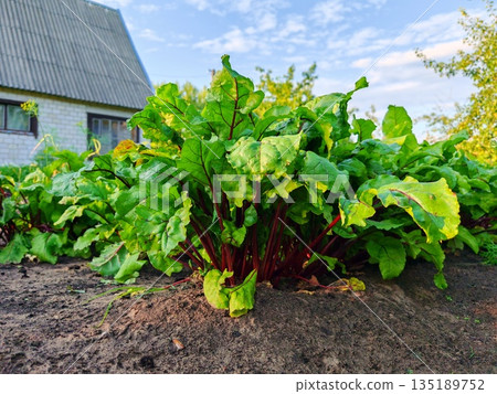 Fresh beetroot plants growing in garden soil. Lush green beet leaves with red stems in rural vegetable patch under blue sky 135189752