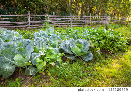Cabbage Growing on Farm Garden Cabbage Growing on Farm Garden 135189859