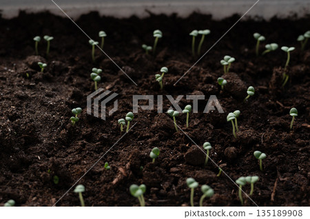 Small sprouts growing from dark fertile soil in a seed tray Small sprouts growing from dark fertile soil in a seed tray 135189908