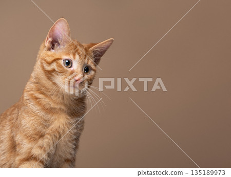 cute ginger kitten looking at blank copy space cute ginger kitten looking at blank copy space 135189973