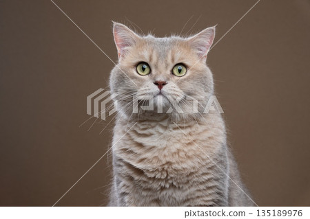 blue golden shaded british shorthair cat portrait blue golden shaded british shorthair cat portrait 135189976