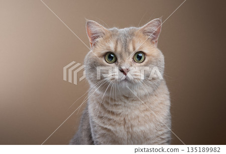 blue golden shaded british shorthair cat portrait 135189982