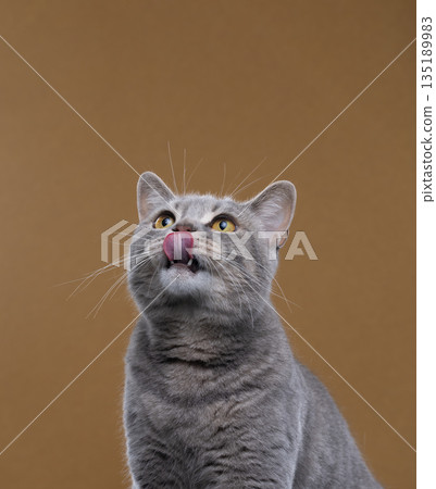 hungry blue tabby british shorthair cat portrait 135189983