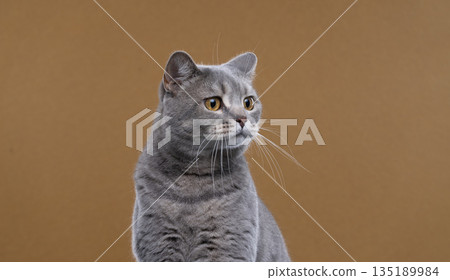 blue tabby british shorthair cat looking to the side 135189984