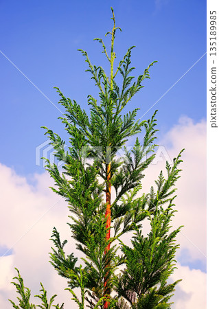 Fir Tree Top with Blue Sky Fir Tree Top with Blue Sky 135189985