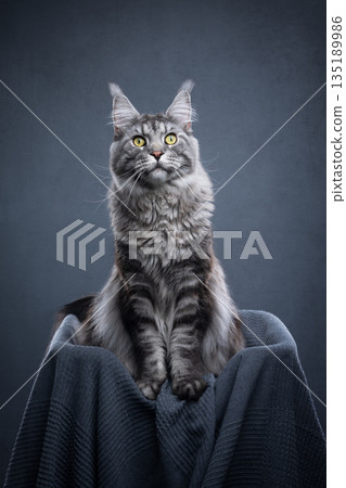 silver tabby maine coon cat in pet bed silver tabby maine coon cat in pet bed 135189986