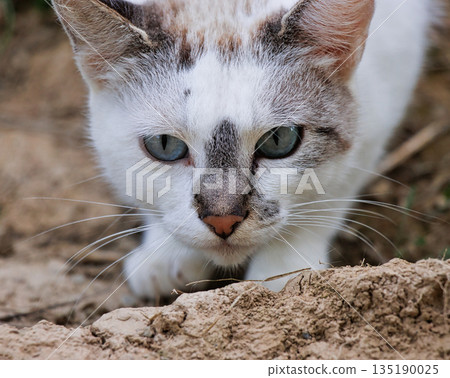 Close Up Cat Head on Ground 135190025