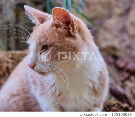 Brown and White Cat Full Body Brown and White Cat Full Body 135190026