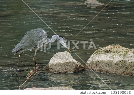 Grey Heron Hunting in River Grey Heron Hunting in River 135190038