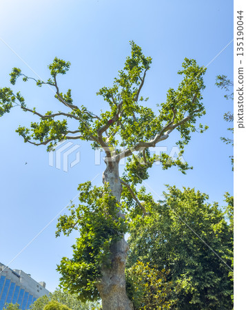 Tall tree with lush green leaves against a clear blue sky in nature Tall tree with lush green leaves against a clear blue sky in nature 135190044