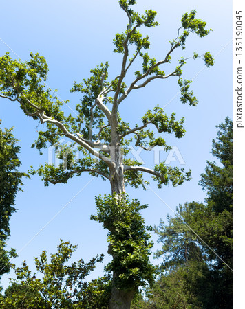 Tall tree with lush green leaves against a clear blue sky in nature Tall tree with lush green leaves against a clear blue sky in nature 135190045