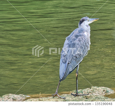 Grey Heron Standing in River Grey Heron Standing in River 135190048