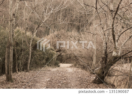 A quiet forest path through a winter-dead grove 135190087