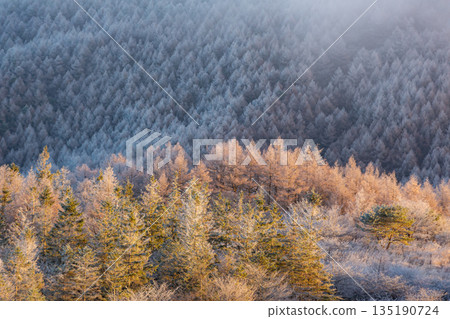 Takabocchi Plateau | Winter forest covered with frost 135190724