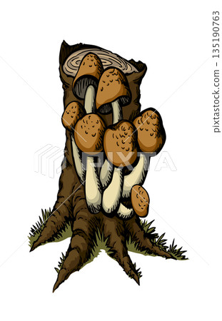 Vector drawing. Honey mushrooms on a stump 135190763