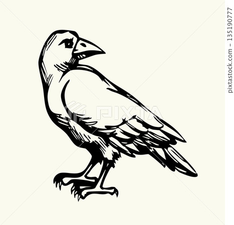 Vector drawing. Old big crow Vector drawing. Old big crow 135190777