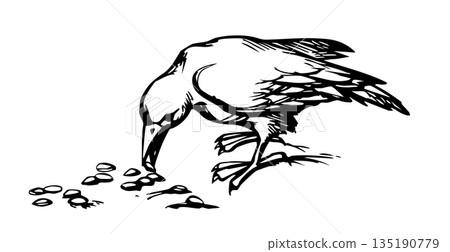 Vector drawing. Old big crow 135190779