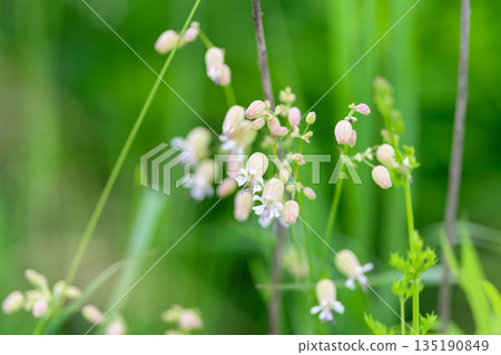 Delicate and Beautiful Wildflowers are Blooming Vibrantly in Lush Greenery All Around Delicate and Beautiful Wildflowers are Blooming Vibrantly in Lush Greenery All Around 135190849