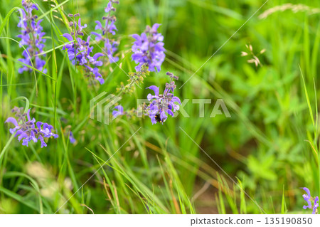 The Vibrant Wildflowers Blooming in Lush Green Grass Create a Stunning Natural Display The Vibrant Wildflowers Blooming in Lush Green Grass Create a Stunning Natural Display 135190850