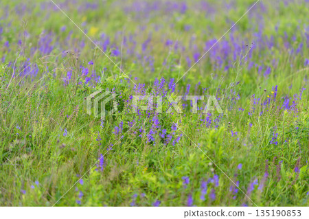 Vibrant Purple Wildflowers flourish in a Lush Green Meadow, showcasing their beauty to all Vibrant Purple Wildflowers flourish in a Lush Green Meadow, showcasing their beauty to all 135190853