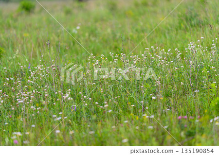 A gorgeous and vibrant wildflower meadow comes alive beautifully in the early spring season A gorgeous and vibrant wildflower meadow comes alive beautifully in the early spring season 135190854