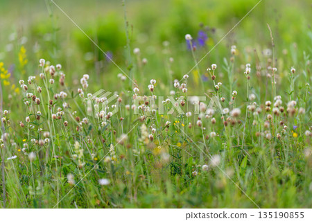 A vibrant and colorful meadow brimming with various wildflowers amidst a grassy backdrop A vibrant and colorful meadow brimming with various wildflowers amidst a grassy backdrop 135190855