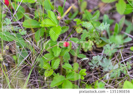 Delicious Fresh Wild Strawberries Nestled Amidst Lush Green Foliage and Surroundings Delicious Fresh Wild Strawberries Nestled Amidst Lush Green Foliage and Surroundings 135190856
