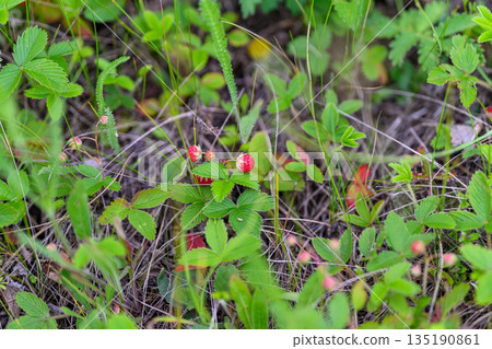 A Collection of Vibrant Wild Berries Found Amidst Lush Green Foliage and Natures Beauty 135190861