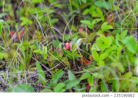A Vibrant Wild Red Berry Nestled Amongst the Lush Green Foliage of the Natural Landscape A Vibrant Wild Red Berry Nestled Amongst the Lush Green Foliage of the Natural Landscape 135190862